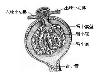 《生物学科知识与教学能力》(初级中学)考试大纲